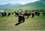 Mongolia Image