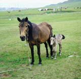 Mongolia Image